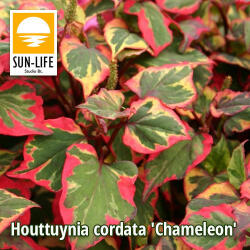 Sun-Life Houttuynia cordata Chameleon / Kaméleonvirág (49) (TN00049) - koi-farm