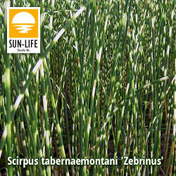 Sun-Life Scirpus tabernaemontani Zebrinus / Zebracsíkos káka (120) (TN00120) - koi-farm