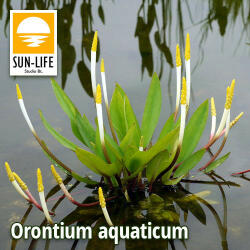 Sun-Life Orontium aquaticum (89) Vízi kontyvirág (TN00089) - koi-farm