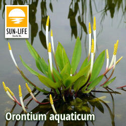 Sun-Life Orontium aquaticum (89) Vízi kontyvirág (TN00089)