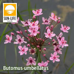 Sun-Life Butomus umbellatus / Virágkáka (14) (TN00014) - koi-farm