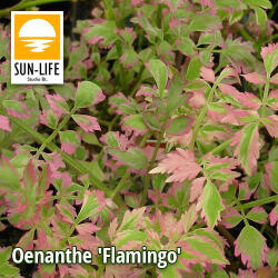 Sun-Life Oenanthe fistulosa Flamingo / Flamingó virág (88) (TN00088) - aqua-farm