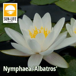 Sun-Life Nymphaea Albatros (TN00ALB) - aqua-farm