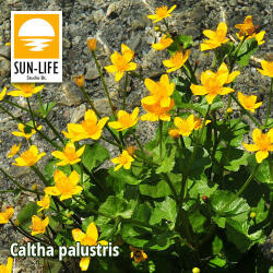 Sun-Life Caltha palustris / Gólyahír (16) (TN00016) - aqua-farm