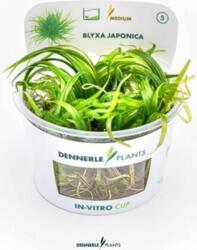 Dennerle Plants Blyxa japonica CUP - 1 db
