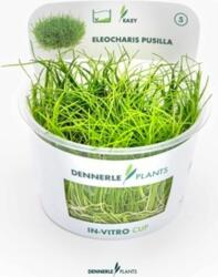 Dennerle Plants Eleocharis pusilla CUP - 1 db