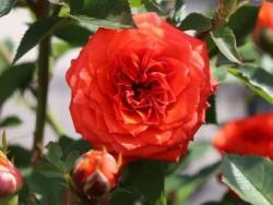  Trandafir Orange Hit (floribunda) (ARB)