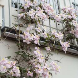  Clematis montana hegyi iszalag 15 cm cserépben fragrant spring