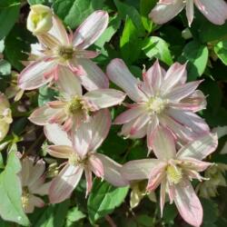  Clematis montana hegyi iszalag 15 cm cserépben marjorie