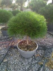Ragyogás IM Kft Japán Törpefenyõ Magastörzsű 1/4 Standard- Pinus Breviflora 1/4 Standard Bowl