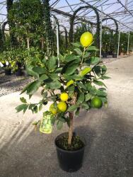 Ragyogás IM Kft édes Citromfa- Citrus Latifolia Limetta 1/4 Standard