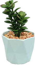 Ella Home Planta Suculenta In Ghiveci, Gri, Plastic, 16Cm ComfortTravel Luggage (2108)