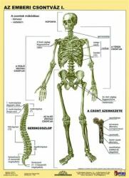Stiefel Tanulói munkalap, A4, STIEFEL "Az emberi csontváz (VTM20) - jatekotthon