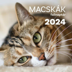 TKK Kereskedelmi Kft Macskák falinaptár 2024