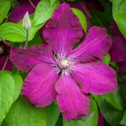  Clematis "Rouge cardinal" 15 cm cserépben