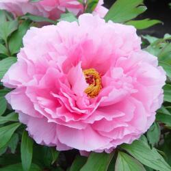 Paeonia suffruticosa bazsarózsa "Soft pink" 15 cm cserépben