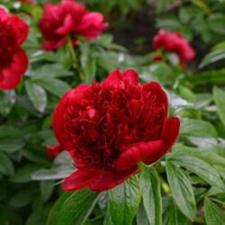 Paeonia bazsarózsa piros 15 cm cserépben