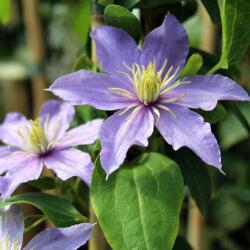  Clematis "Justa" 15 cm cserépben