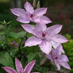 Clematis "Hagley hybrid" 15 cm cserépben