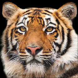 Ambiente Bengal Tiger papírszalvéta 33x33cm, 20db-os - perfectodekor