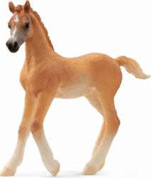 Schleich Horse Club: Kis arab csikó figura (13984) - bestmarkt