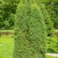 Oszlopos ír boróka Juniperus communis ’Hibernica’