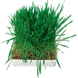 TRIXIE Small Animal Grass | Kiegészítő eledel rágcsálóknak | Fű - 100 g (6035)