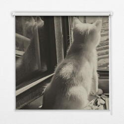 COLORAY. HU Ablak roló Macskák az ablakban Sötétítő redőny (gumi bevonattal) 150x240 cm