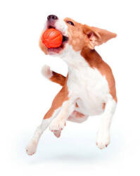 LIKER 7 Line - játék (narancssárga) kutyák részére (ø7cm)