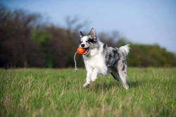 LIKER Cord 9 Line - játék (labda kötéllel, narancssárga) kutyák részére (ø9cm)