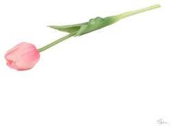 Selyemvirág tulipán szálas gumi 44cm rózsaszín (DD67052)