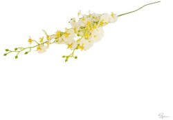 Selyemvirág oncidium 102cm fehér (DD67065)