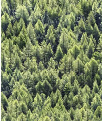 Marburg Tapet vlies Pădure verde 10, 05x0, 53 m (45730)