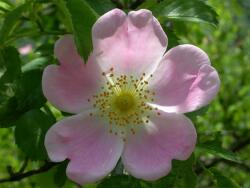 Gyepűrózsa (Wild Rose / Rosa canina) DEVA Bach-virágeszencia