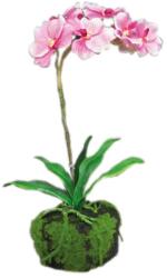 Vanda orchidea pink