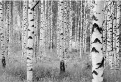 Komar nemszőtt fotótapéta Woods 368 cm x 248 cm FSC