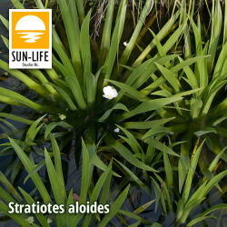 Sun-Life Stratiotes aloides / Kolokán ( 227 ) (TN000227) - koi-farm