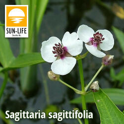 Sun-Life Sagittaria sagittifolia / Nyílfű ( 109 ) (TN00109) - koi-farm