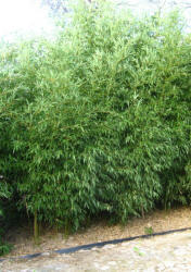Zöld szárú sövény bambusz - Phyllostachys bissetii (bissetii)