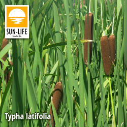 Sun-Life Typha latifolia / Széleslevelű gyékény (129) (TN00129) - koi-farm