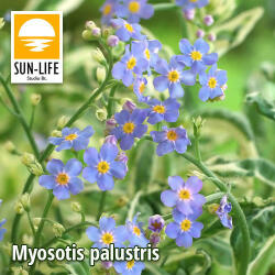 Sun-Life Myosotis palustris / Mocsári nefelejcs (83) (TN00083) - koi-farm