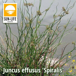 Sun-Life Juncus effusus Spiralis / Spirálszittyó (58) (TN00058) - koi-farm