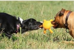 KIWI WALKER Kutyajáték Kiwi Walker OCTOPUS MINI narancssárga