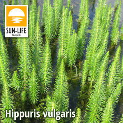 Sun-Life Hippuris vulgaris / Vízilófarok ( 47 ) (TN00047) - aqua-farm