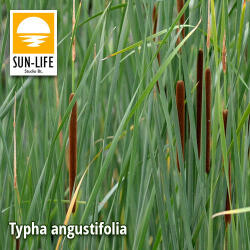 Sun-Life Typha angustifolia / Keskenylevelű gyékény (128) (TN00128) - aqua-farm