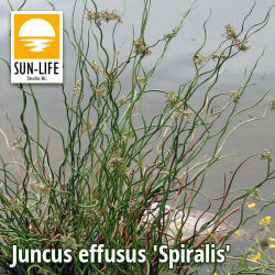 Sun-Life Juncus effusus Spiralis / Spirálszittyó (58) (TN00058) - aqua-farm