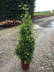 HEDERA HELIX LV 6 CONE Borostyán