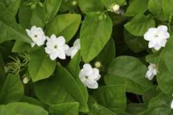JASMINUM SAMBAC CLT. 3 Jázmin