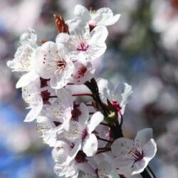  Fudzsi cseresznye (Prunus incisa - Fuji Cherry) Bailey virágeszencia 10ml