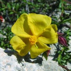  Naprózsa (Fumana arabica - Cyprus Rock Rose) Bailey virágeszencia 10ml